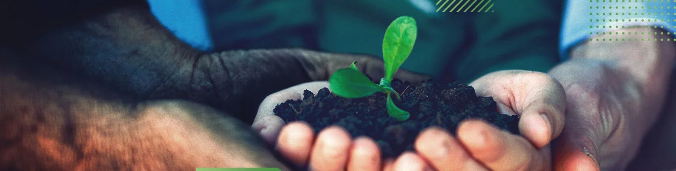 Mãos cuidando de uma muda plantada no solo